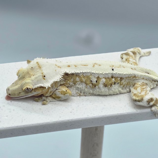 크림 릴리화이트