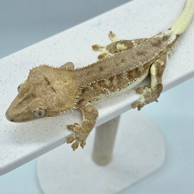 릴리화이트 팬텀