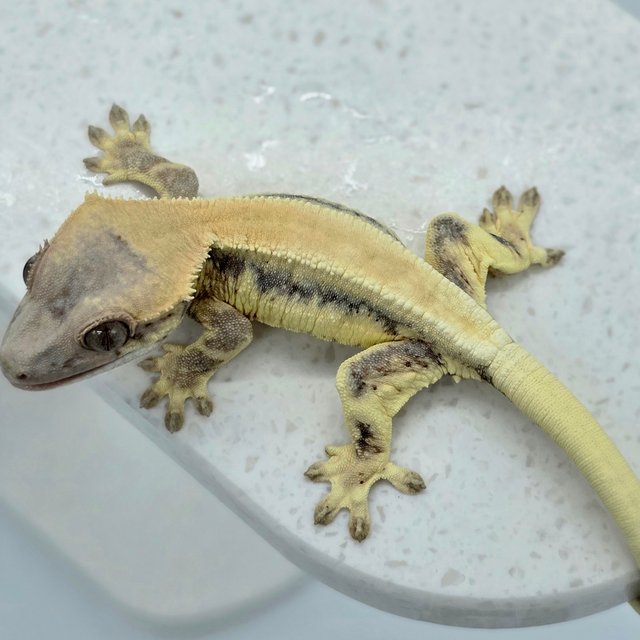 릴리 세이블 솔리드백