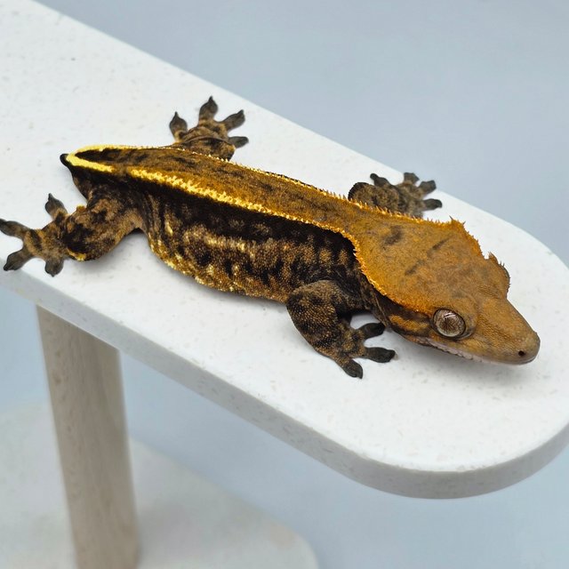 엠티백 카푸치노