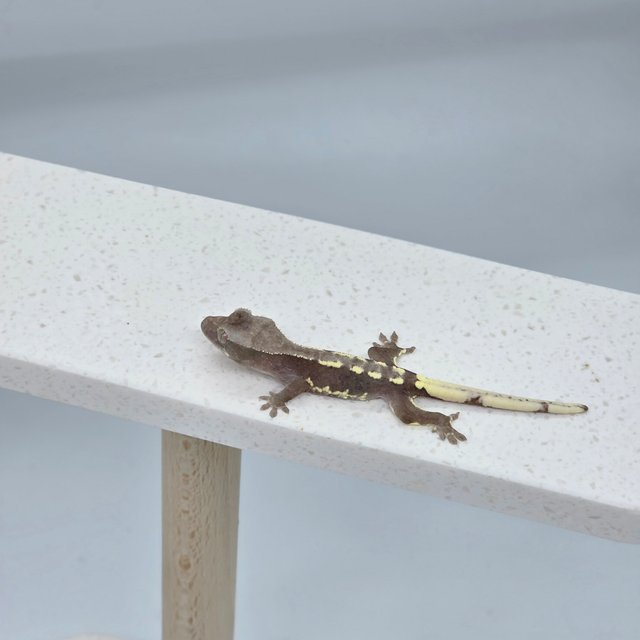 아잔틱 릴리화이트 화이트핀 다크