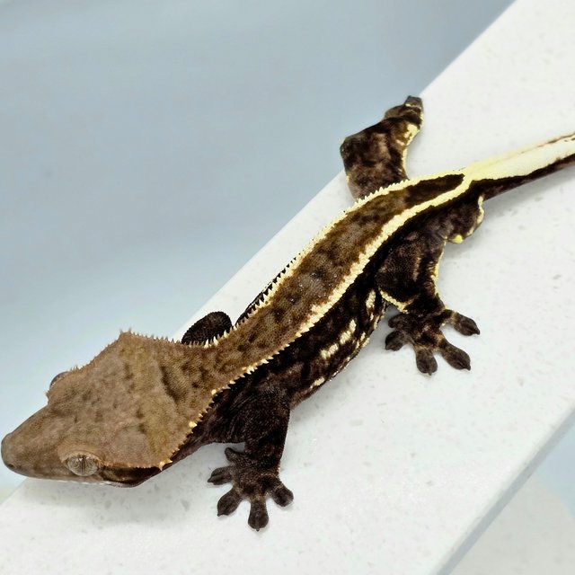 화이트포트홀 다크 엠티백 카푸치노 화이트핀 풀핀