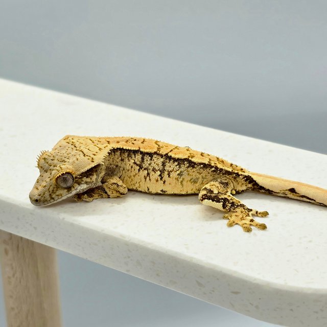 노멀 트라이 익스트림할리퀸 화이트스팟