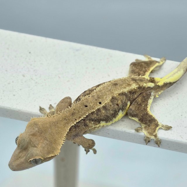 다크 팬텀 릴리화이트