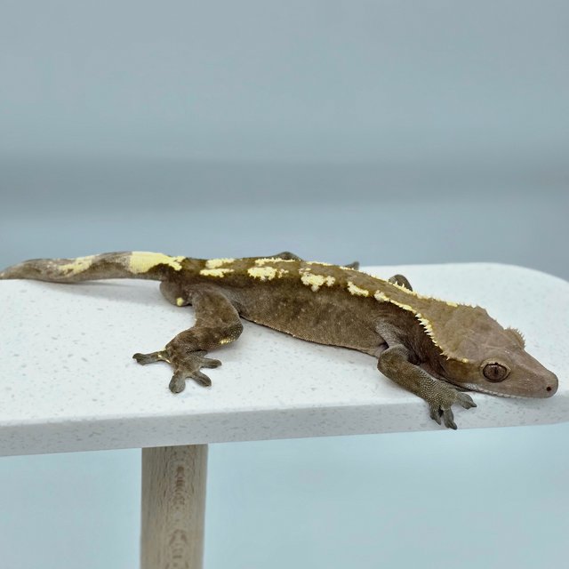 세이블 화이트핀 다크