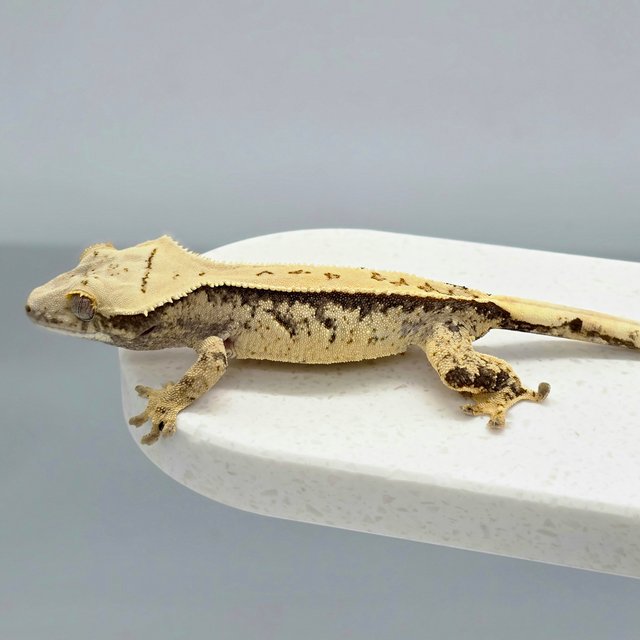 노멀 트라이 익스트림할리퀸 풀핀