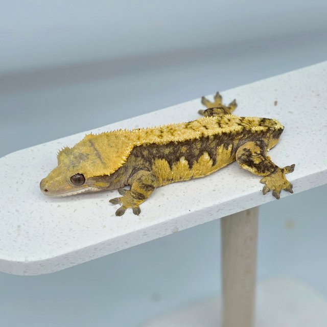 드리피 트라이 할리퀸