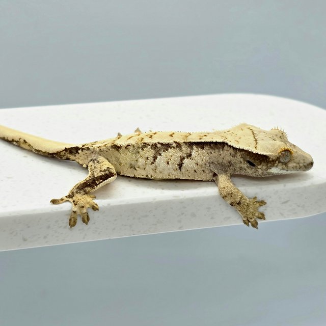 노멀 트라이 익스트림할리퀸