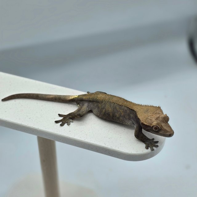 카푸치노 다크 팬텀