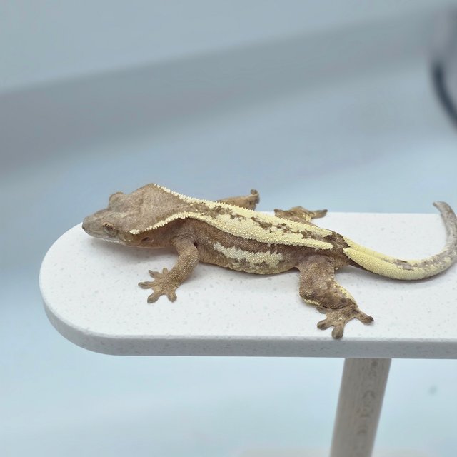 크림 세이블 쿼드