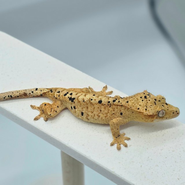 슈퍼달마시안 달마시안 옐로우