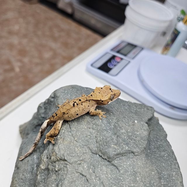 슈퍼달마시안