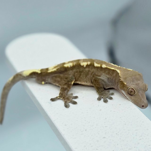 세이블 화이트핀 다크