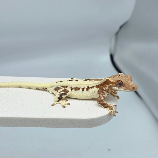 프라푸치노 100%헷아잔틱 레드