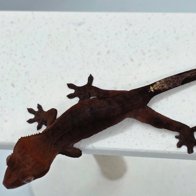 챠콜 카푸치노 다크 레드