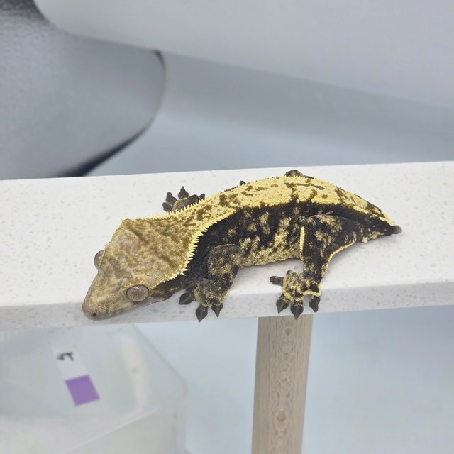 노멀 트라이 화이트스팟 다크