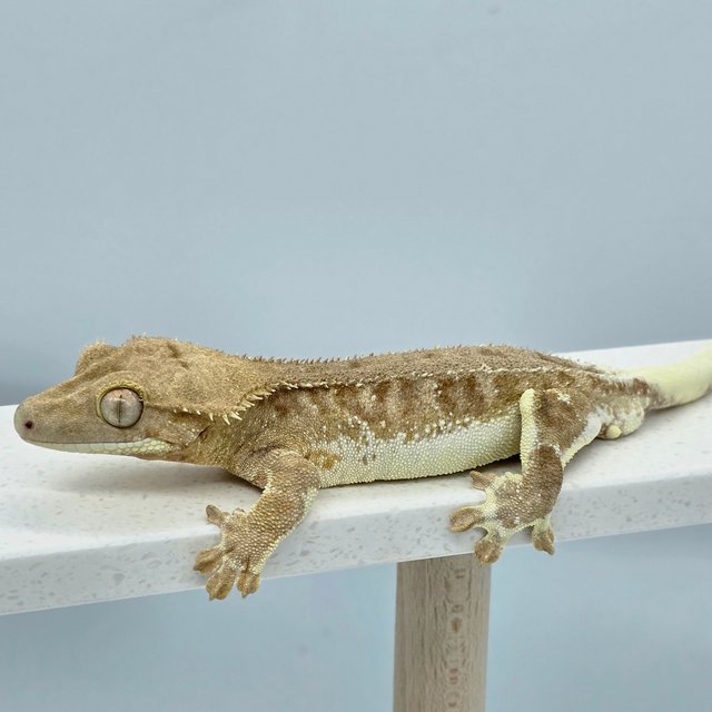 릴리화이트 팬텀