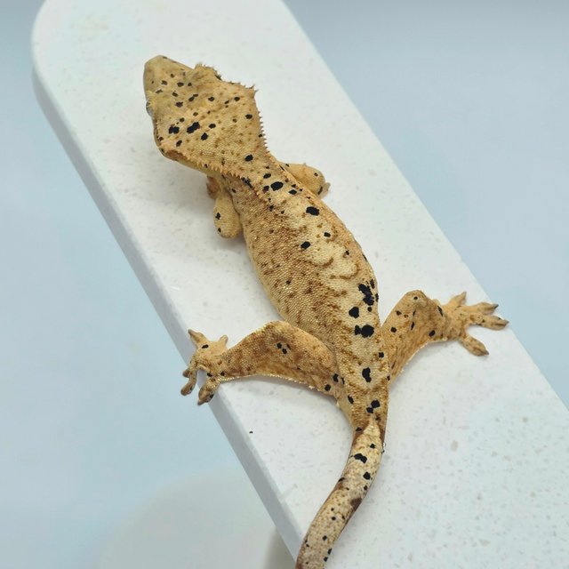 슈퍼달마시안 달마시안 옐로우