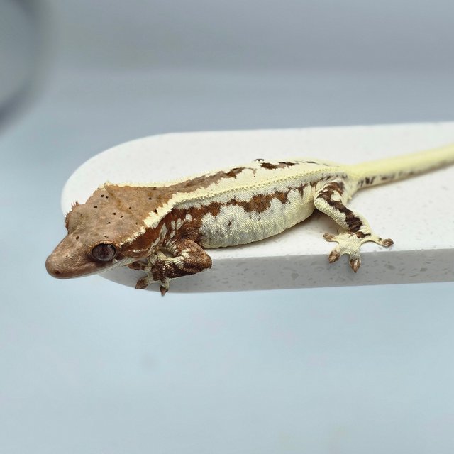 프라푸치노 100%헷아잔틱 레드