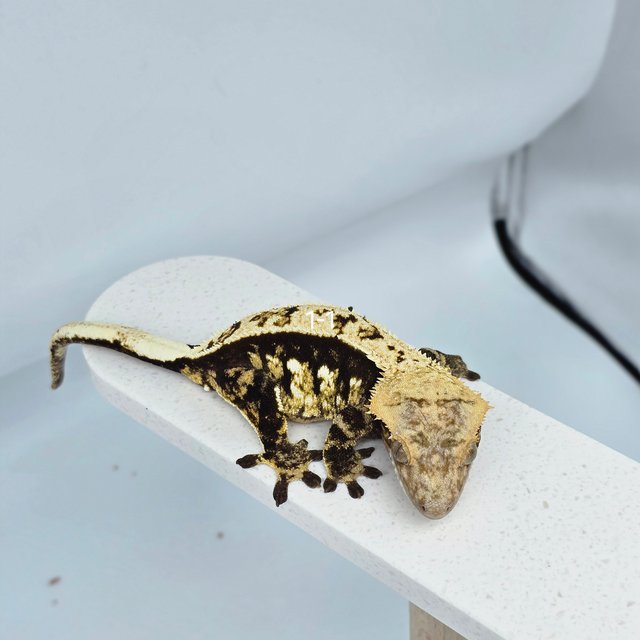 다크 풀핀 할리퀸