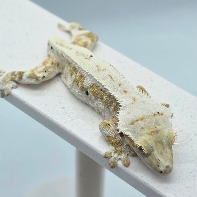 크림 릴리화이트