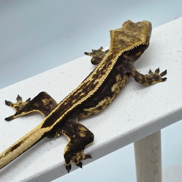 엠티백 쿼드 풀핀 다크