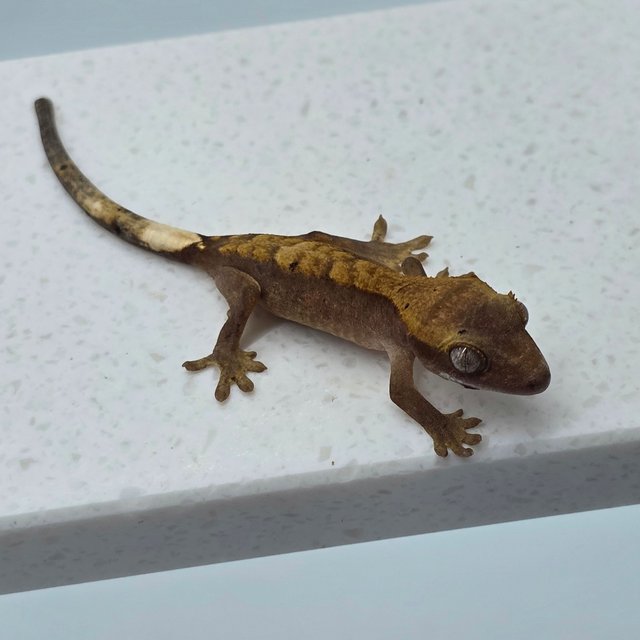 하이포 카푸치노