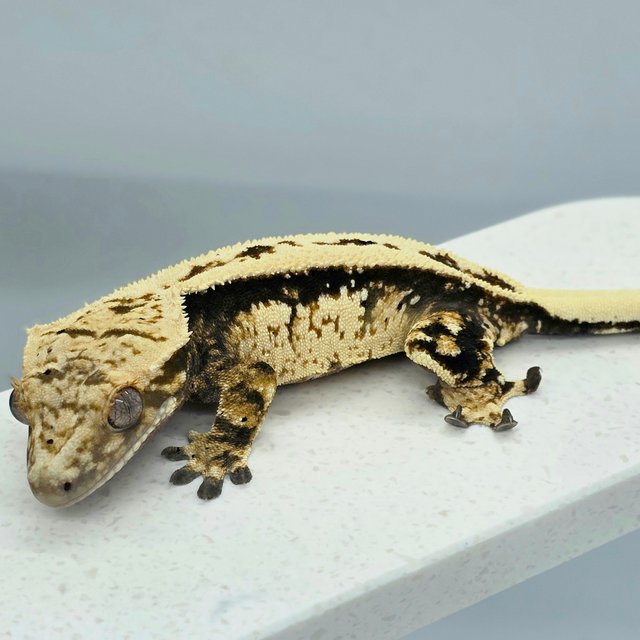 다크 노멀 쿼드 풀핀