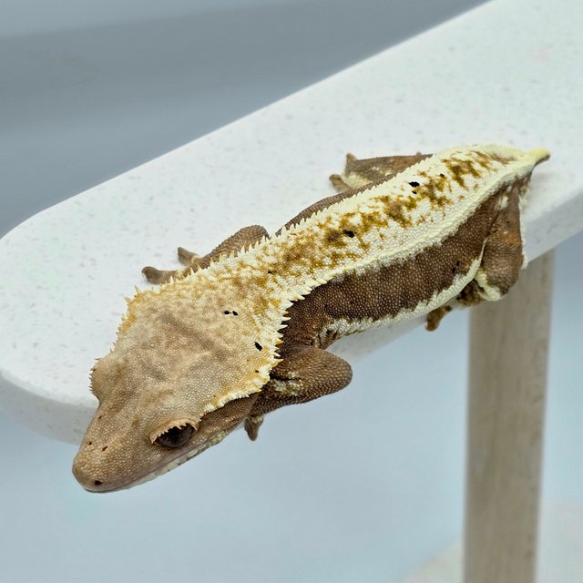 릴리화이트 팬텀 레드