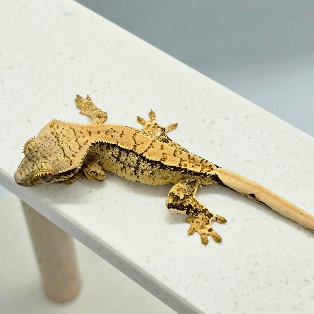 노멀 트라이 익스트림할리퀸 화이트스팟