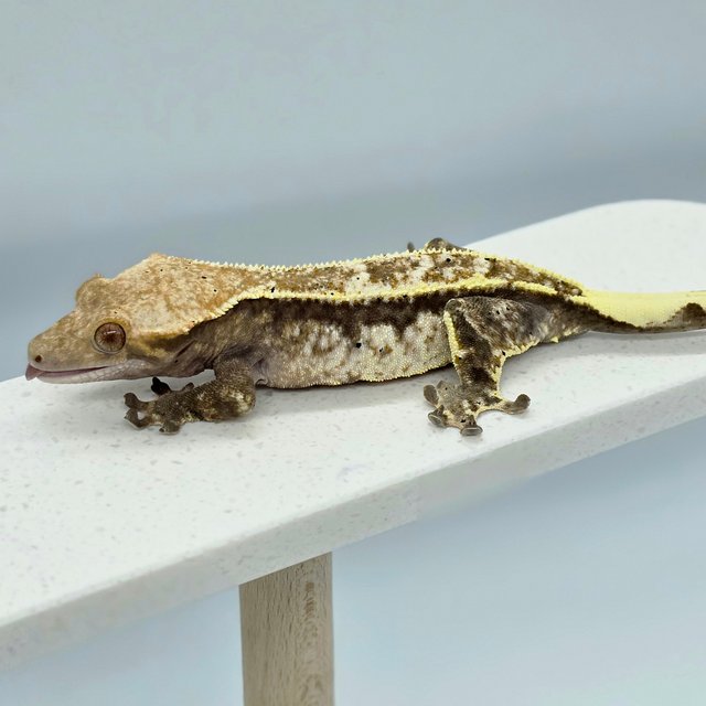 다크 쿼드 화이트핀 풀핀 엠티백