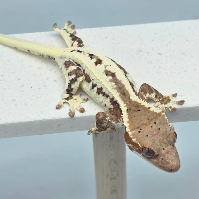 프라푸치노 100%헷아잔틱 레드