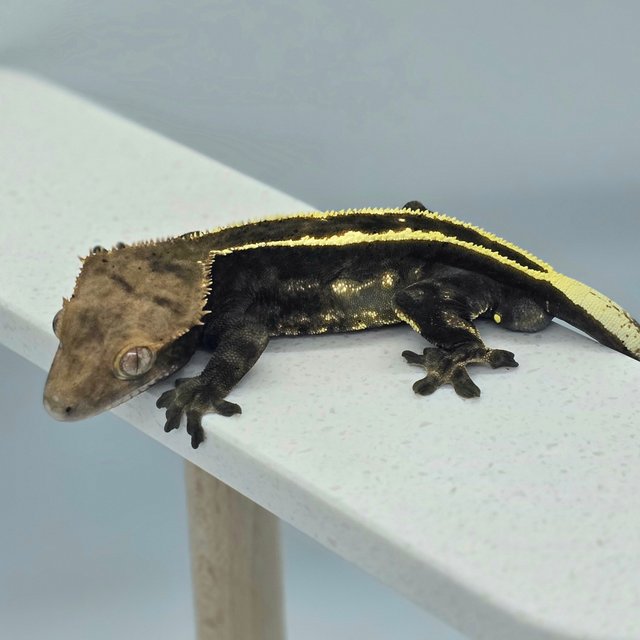 다크 엠티백 카푸치노 쿼드 풀핀 화이트핀