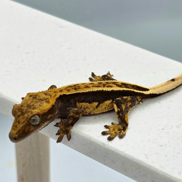 엠티백 풀핀 다크 쿼드