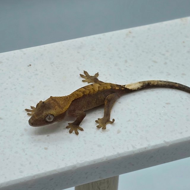 하이포 카푸치노