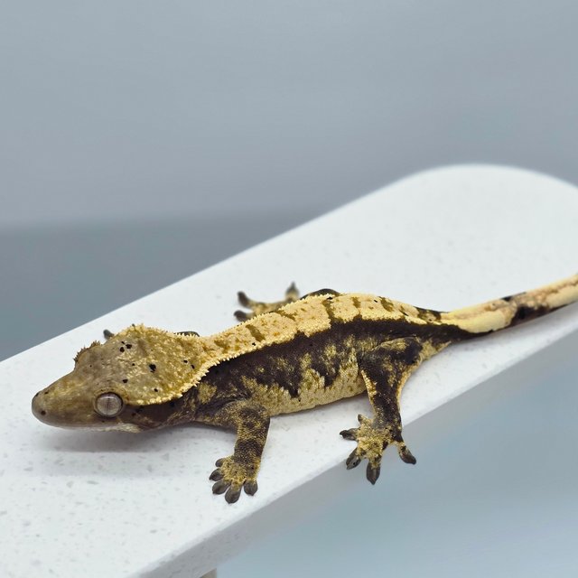 익스트림할리퀸 100%헷아잔틱