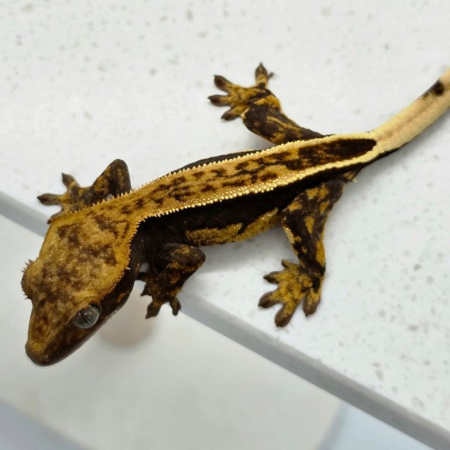 엠티백 풀핀 다크 쿼드