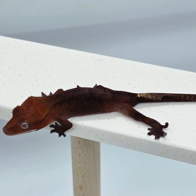 챠콜 카푸치노 다크 레드