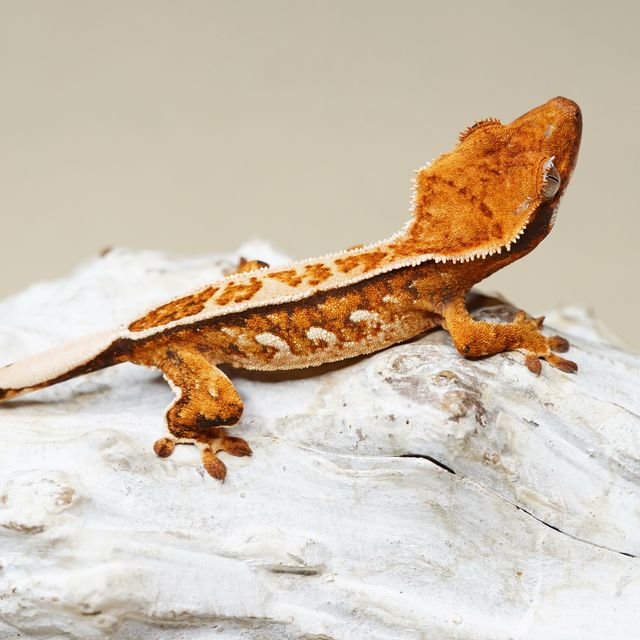 트라이 핀스트라이프 화이트스팟 화이트핀 텐저린 풀핀