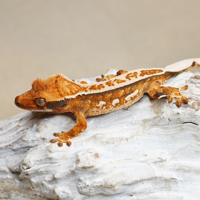 트라이 핀스트라이프 화이트스팟 화이트핀 텐저린 풀핀