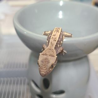 부처