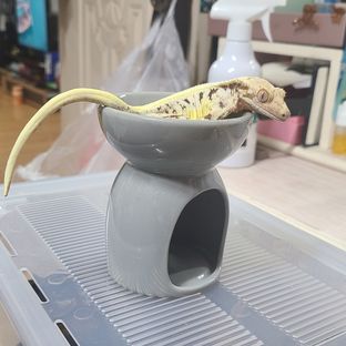 크리미