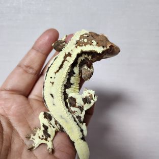 프라비