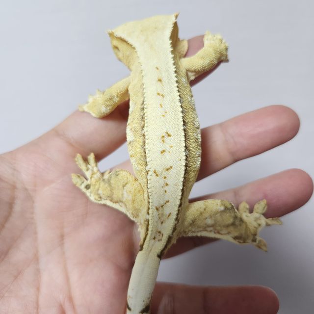 크림시클