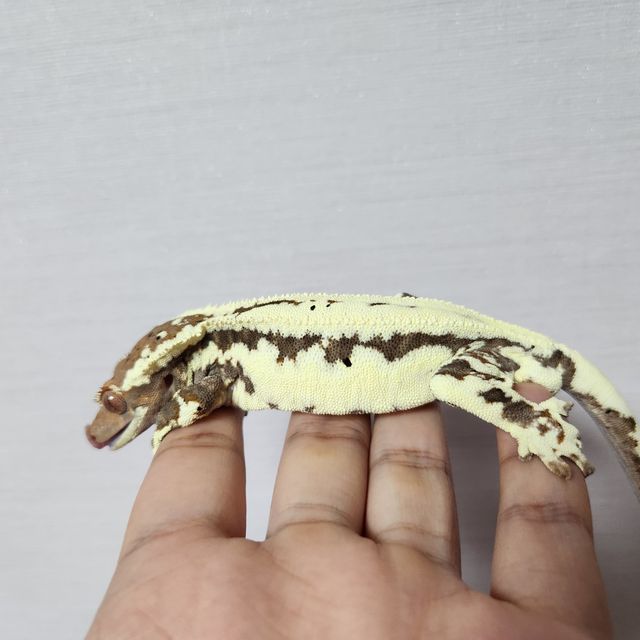 프라푸치노