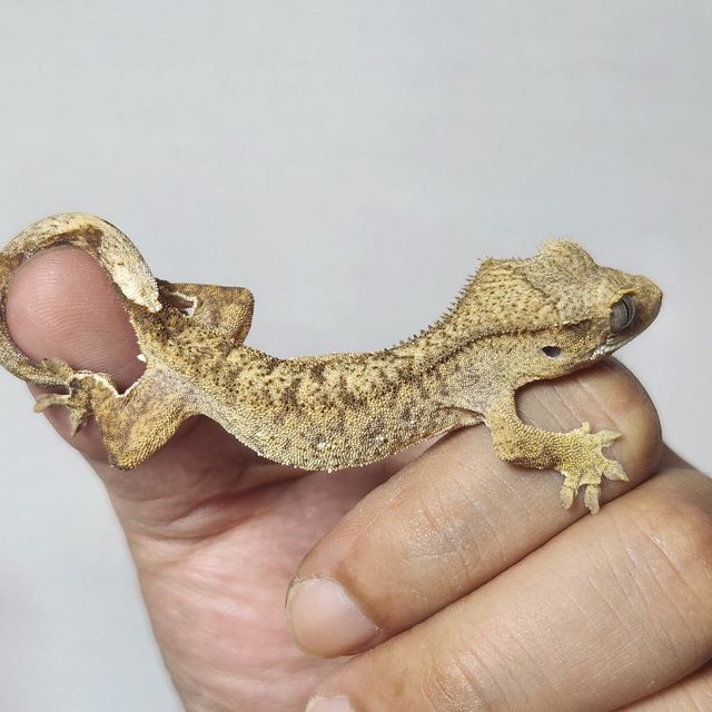 100%헷아잔틱