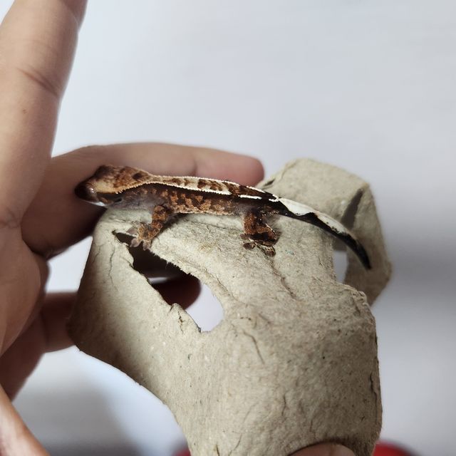 카푸치노 화이트핀