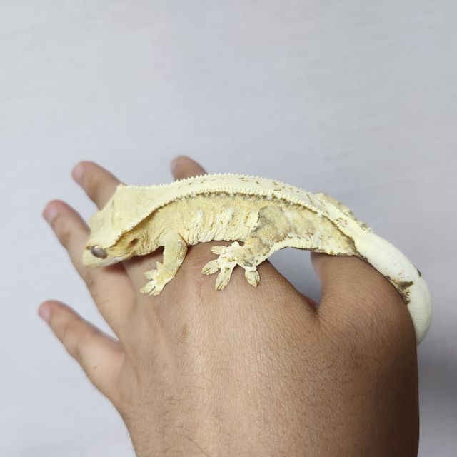 크림시클