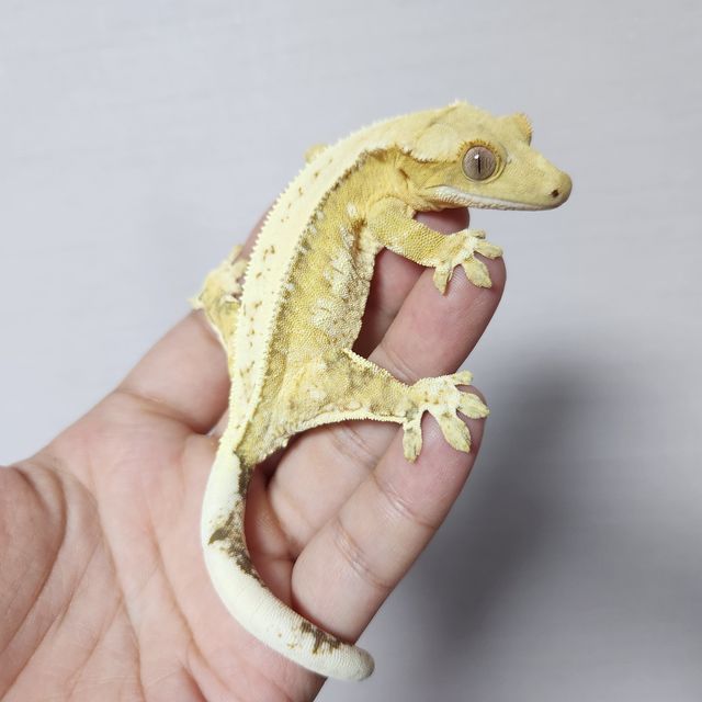 크림시클