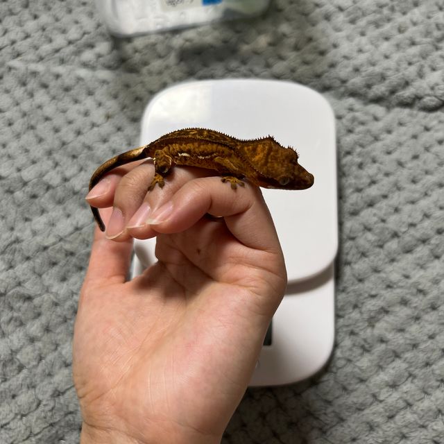 쿼드 다크